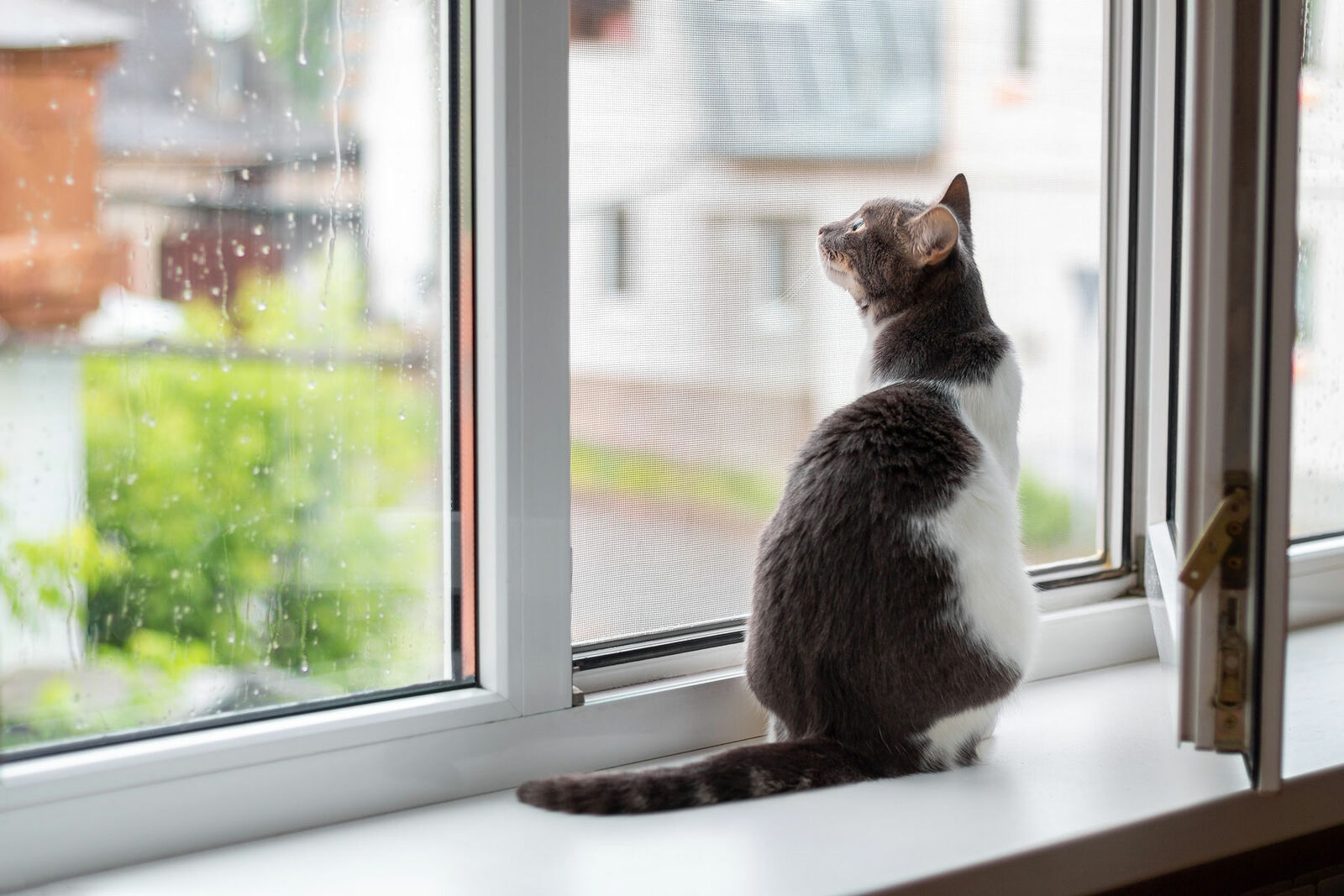 Eine Katze sitzt auf einer Fensterbank und schaut angeregt aus dem Fenster.