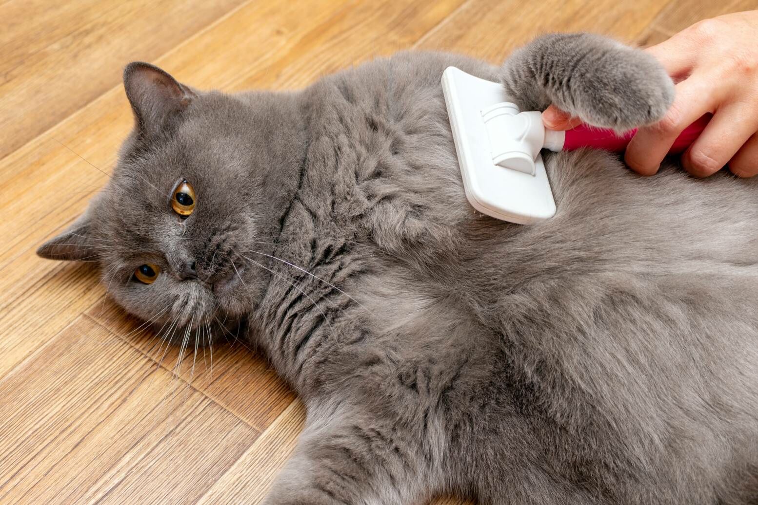 Auf dem Rücken liegender British-Kurzhaar-Kater wird mit Bürste gekämmt.