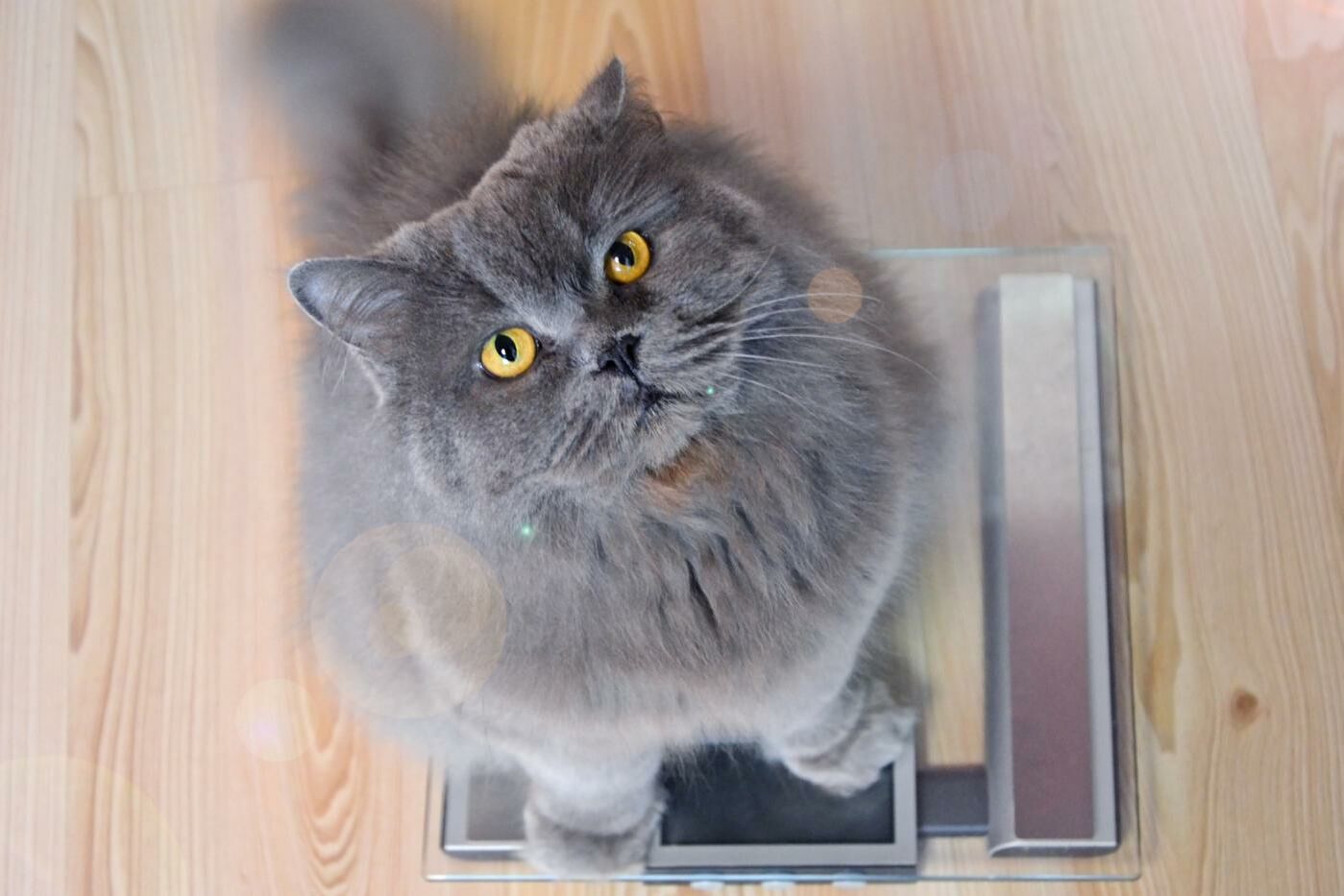 Eine Katze sitzt auf der Waage und schaut nach oben.