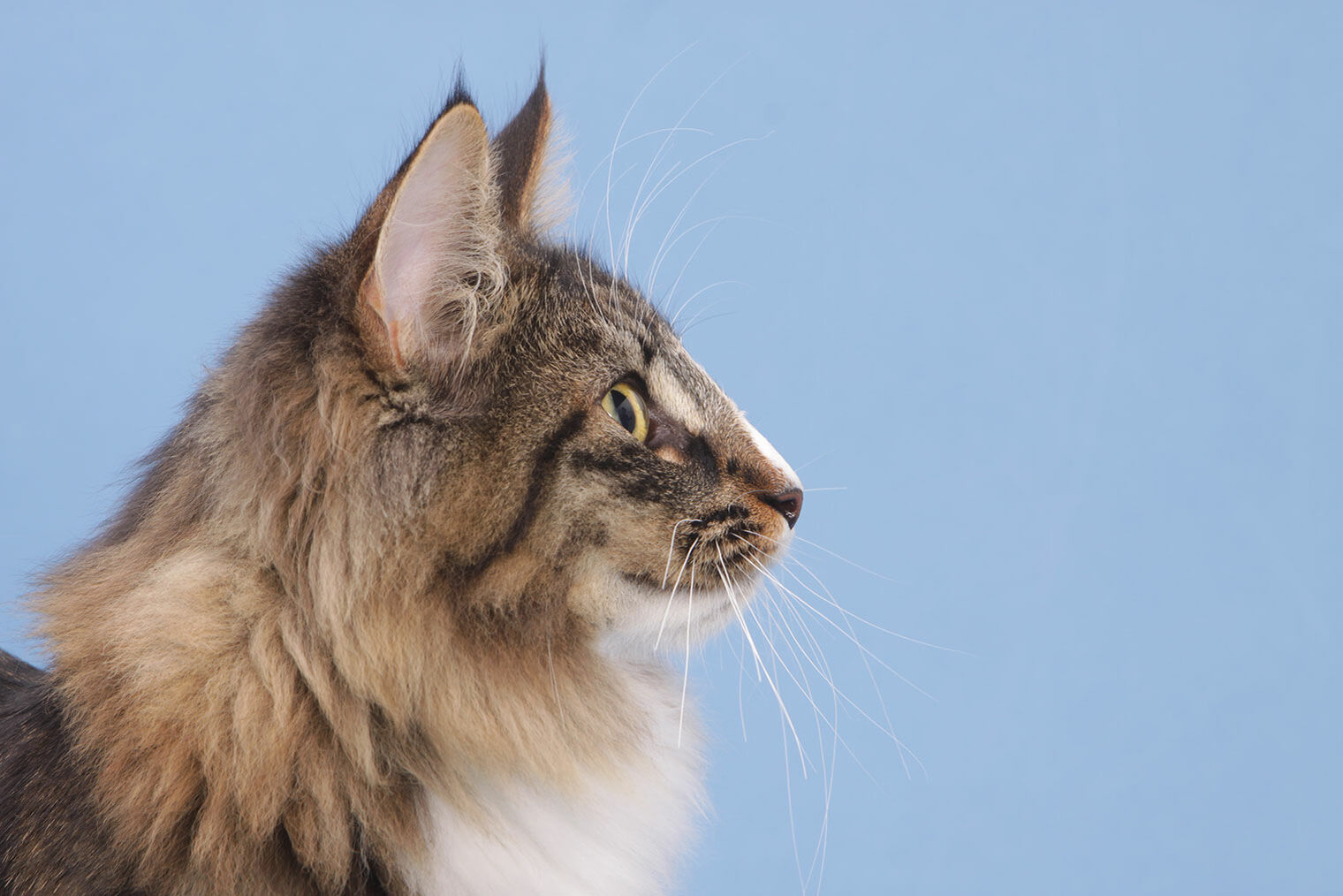 Norwegische Waldkatze