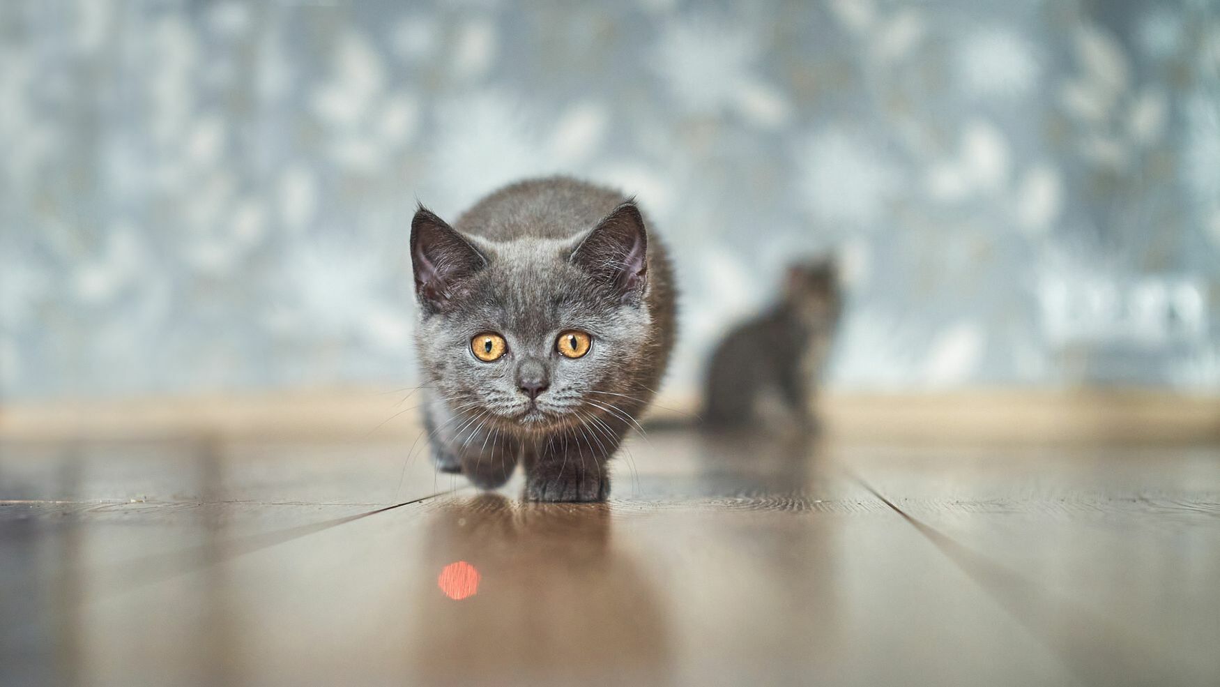 Eine Katze jagt dem Punkt eines Laserpointers hinterher.