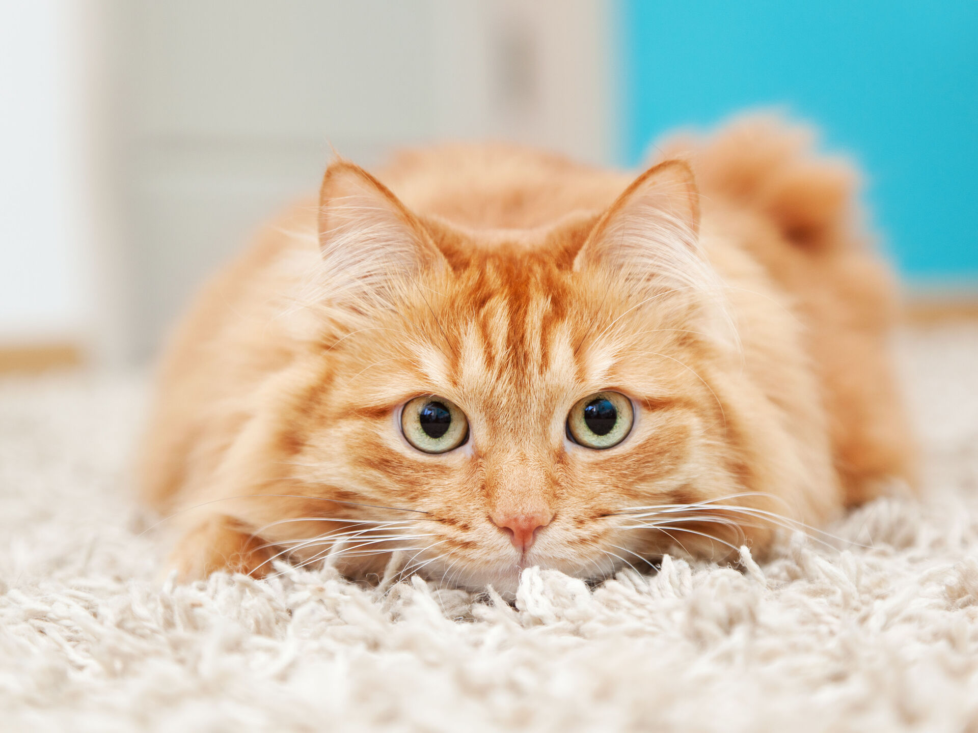 Rote Katzen – was sie so besonders macht