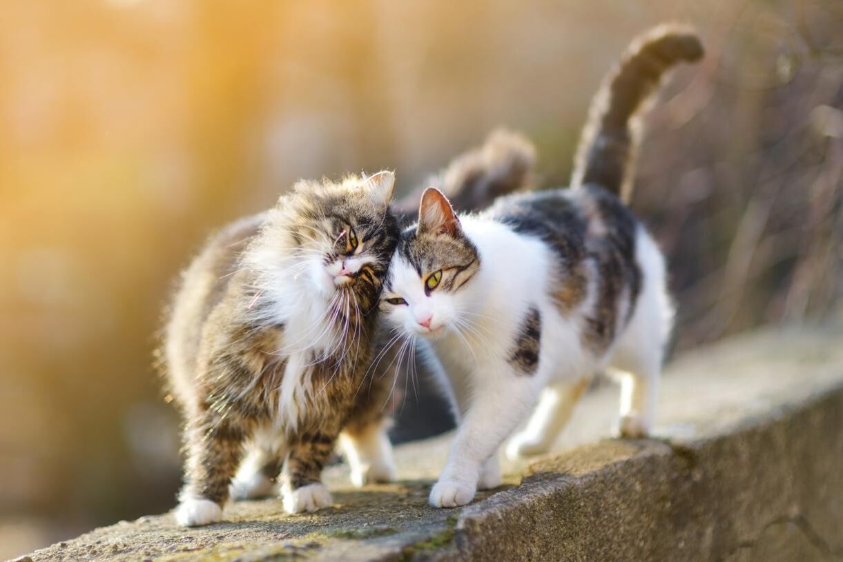 Katzennachwuchs – alles, was Sie wissen müssen