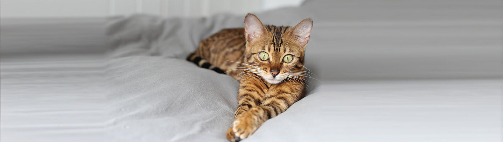 Eine Bengalkatze liegt auf einer Decke. 