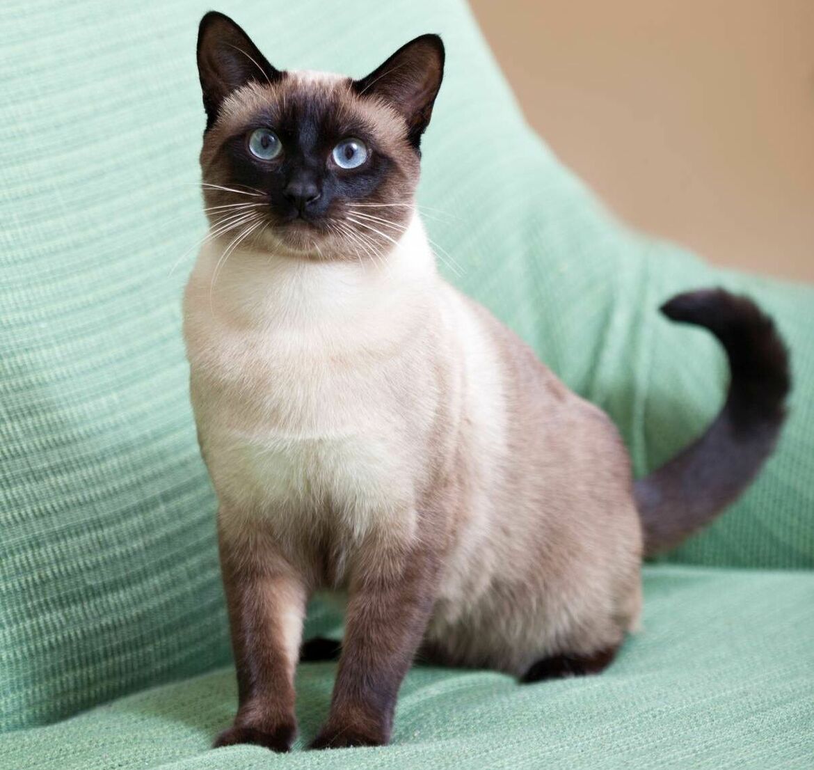 Eine siamesische Katze sitzt auf einem Sessel.