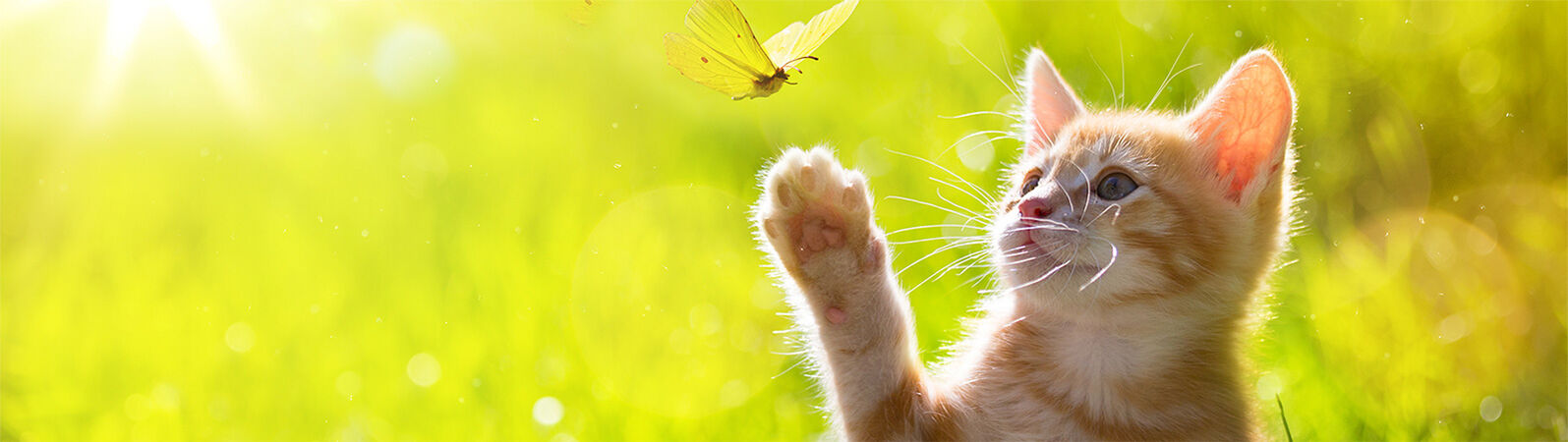 Kitten im Gras hebt seine Pfote zu einem fliegenden Schmetterling.