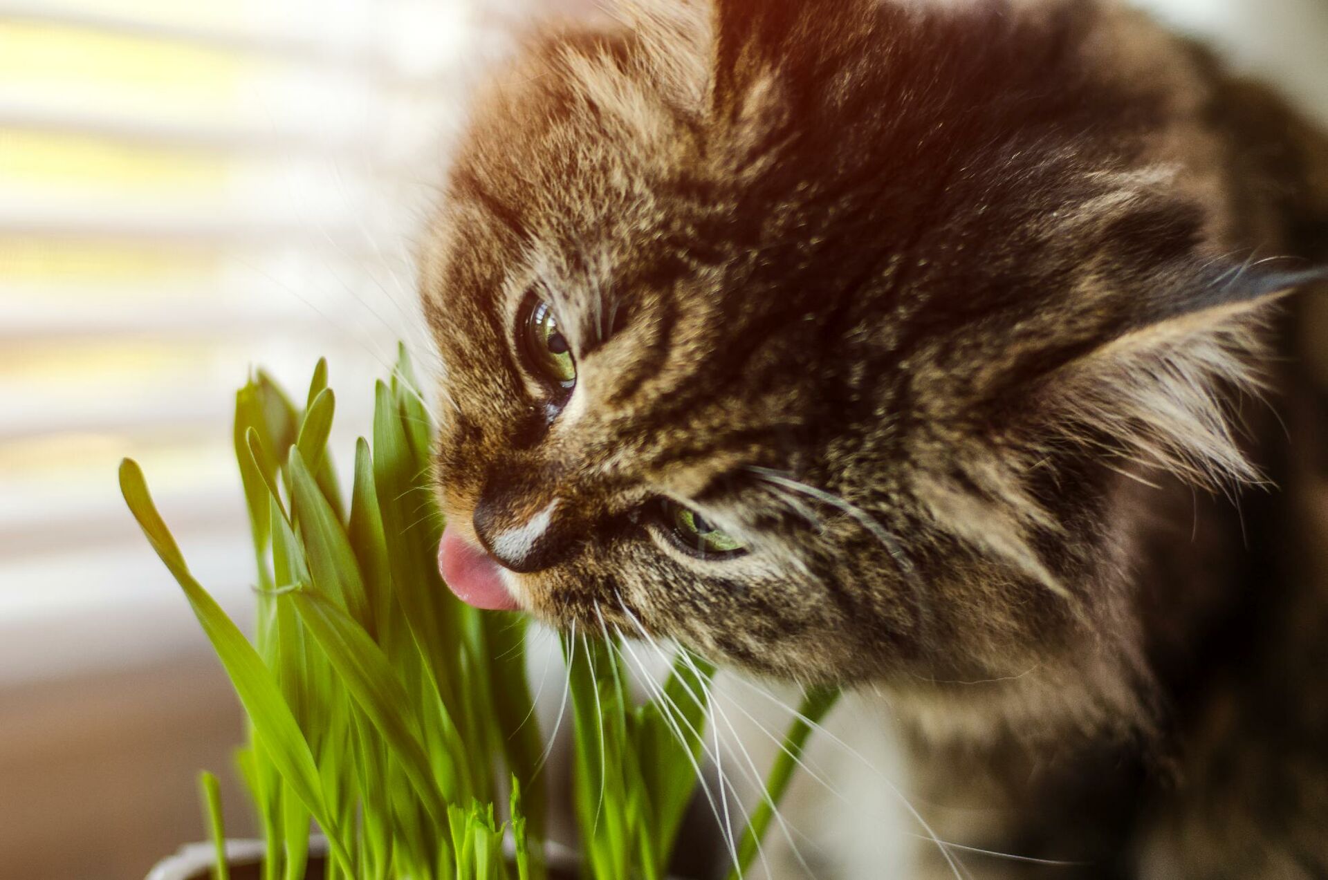 Nahaufnahme einer Katze, die Katzengras frisst.