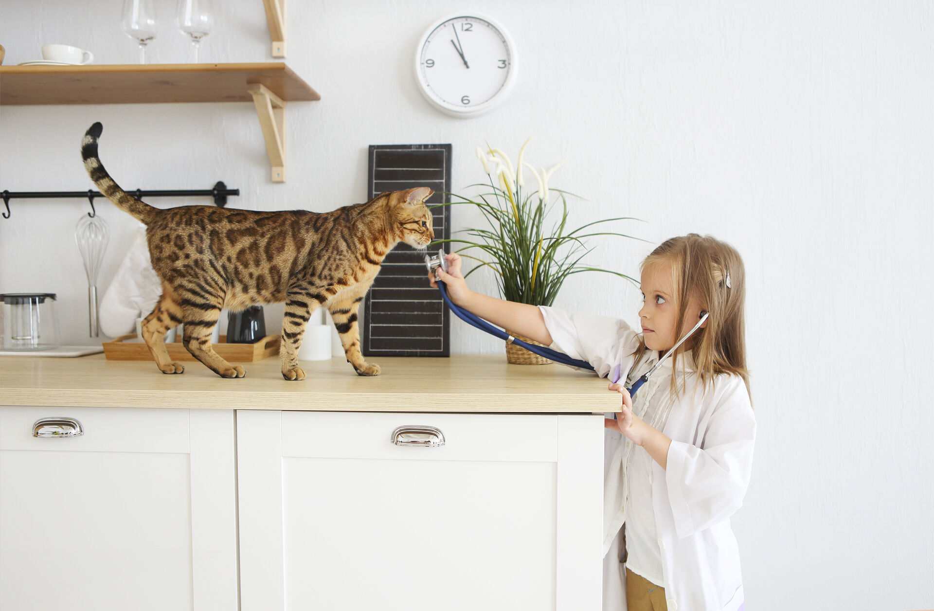 Ein Mädchen hält einer Katze ein Stethoskop entgegen.