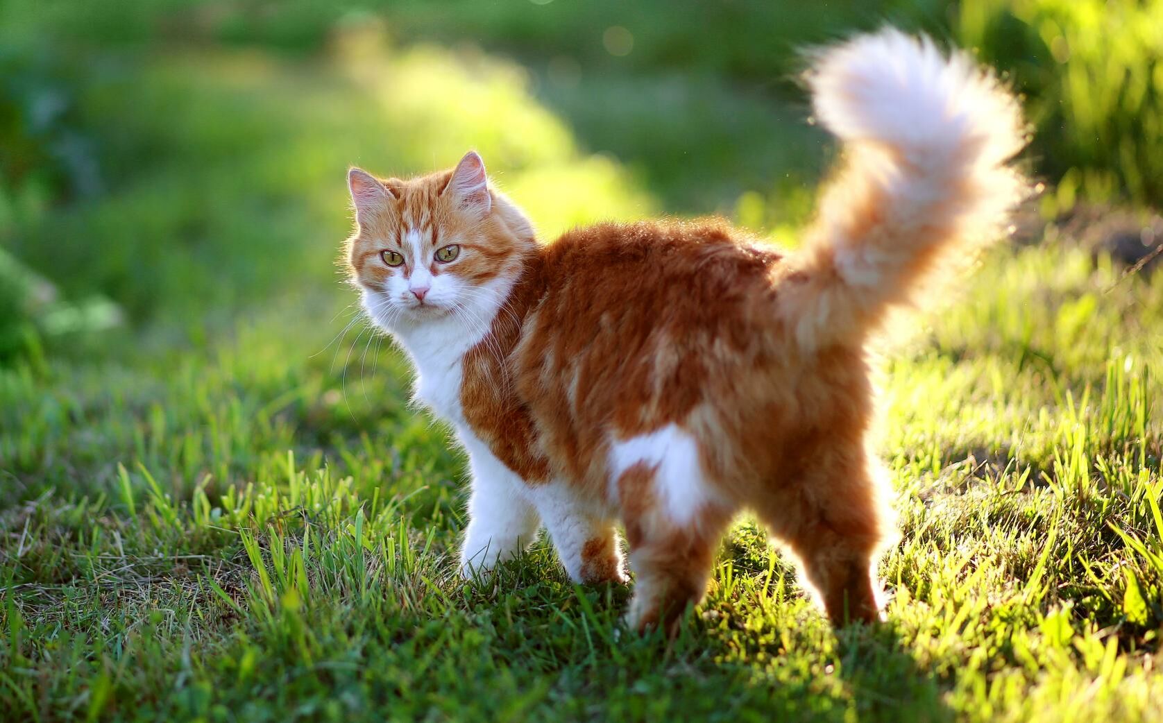 Eine Katze mit einem buschigen Schwanz schaut zurück.