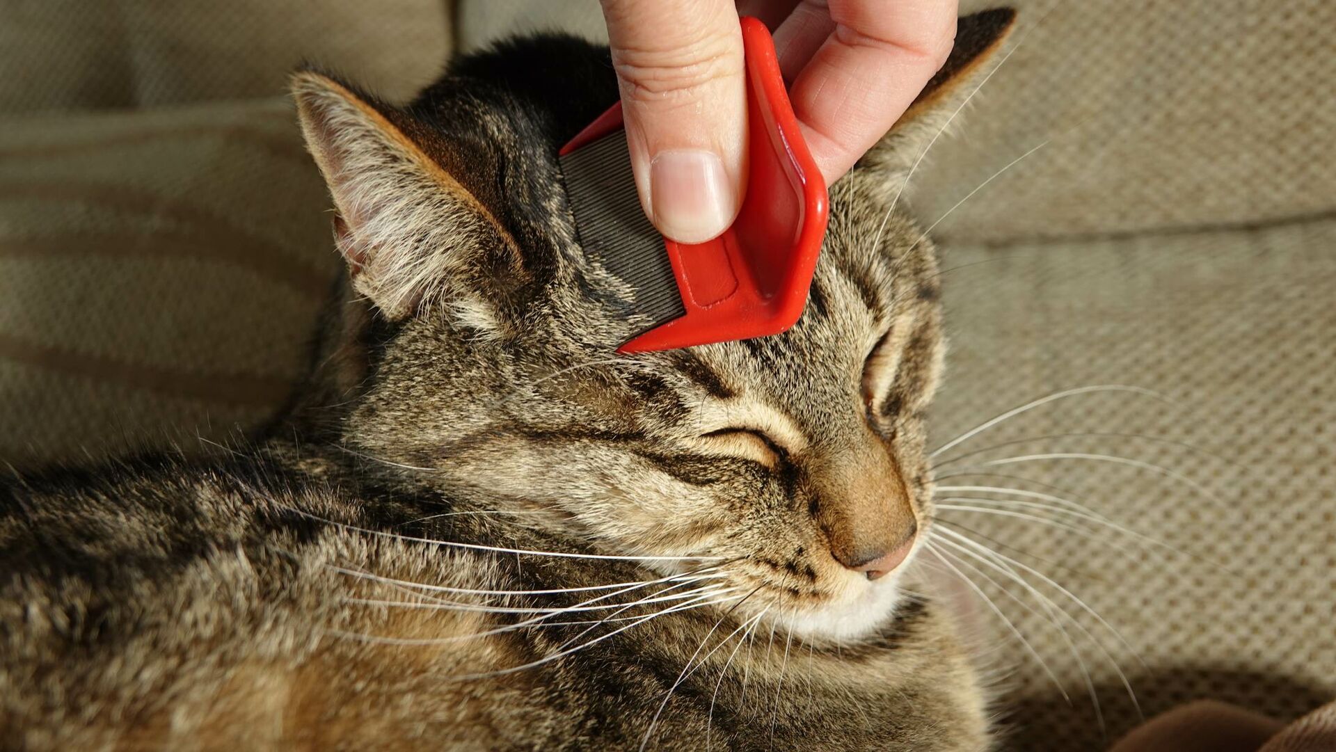 Eine Katze wird mit einem Flohkamm gekämmt.