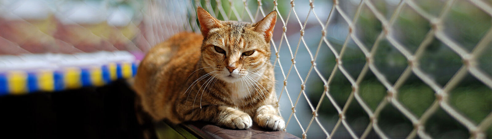 Katze liegt auf mit Netz gesichertem Balkongeländer.