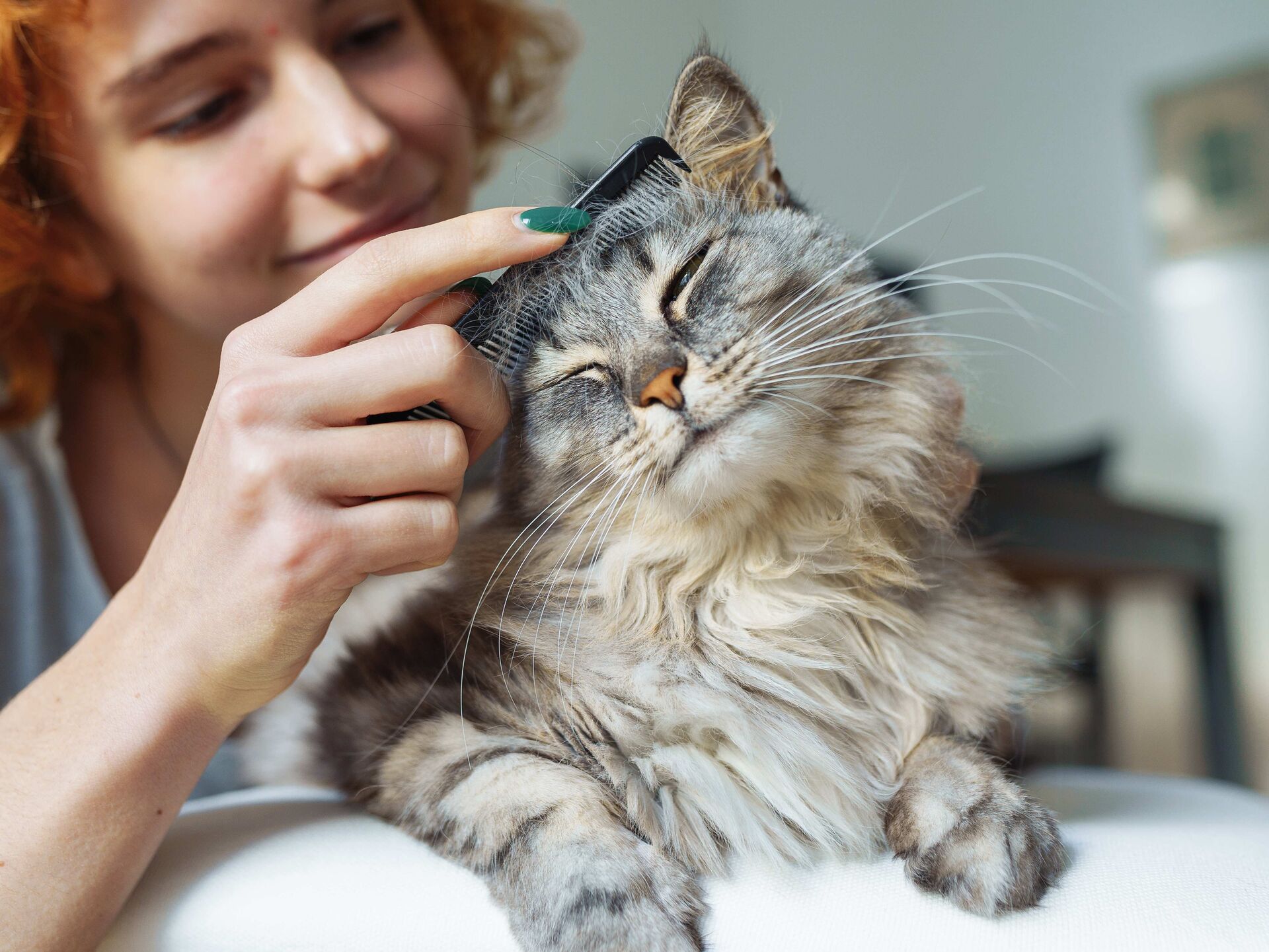 Verfilztes Fell bei Katzen – was hilft?