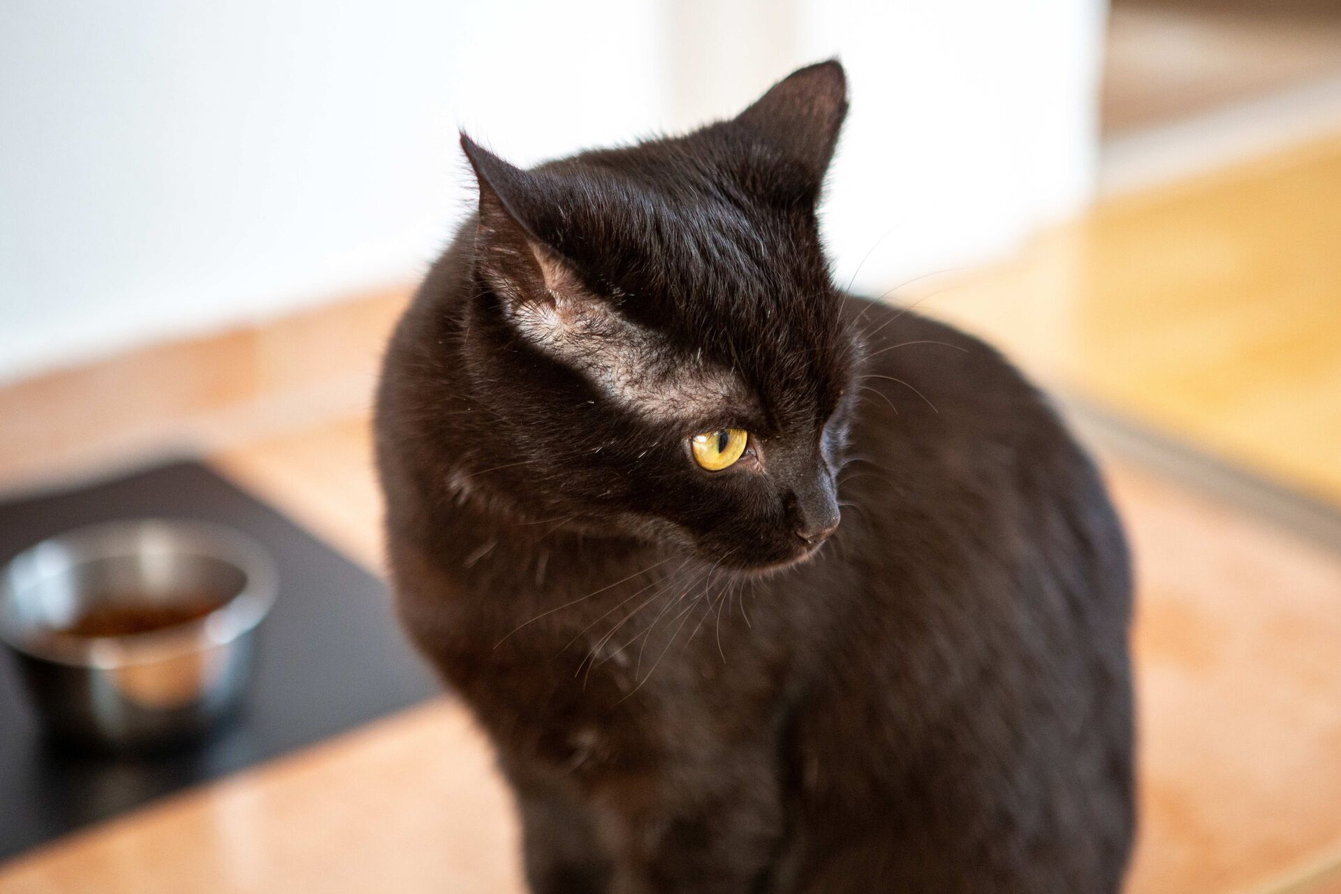 Eine schwarze Hauskatze sitzt vor ihrem Futternapf und wendet den Kopf ab.