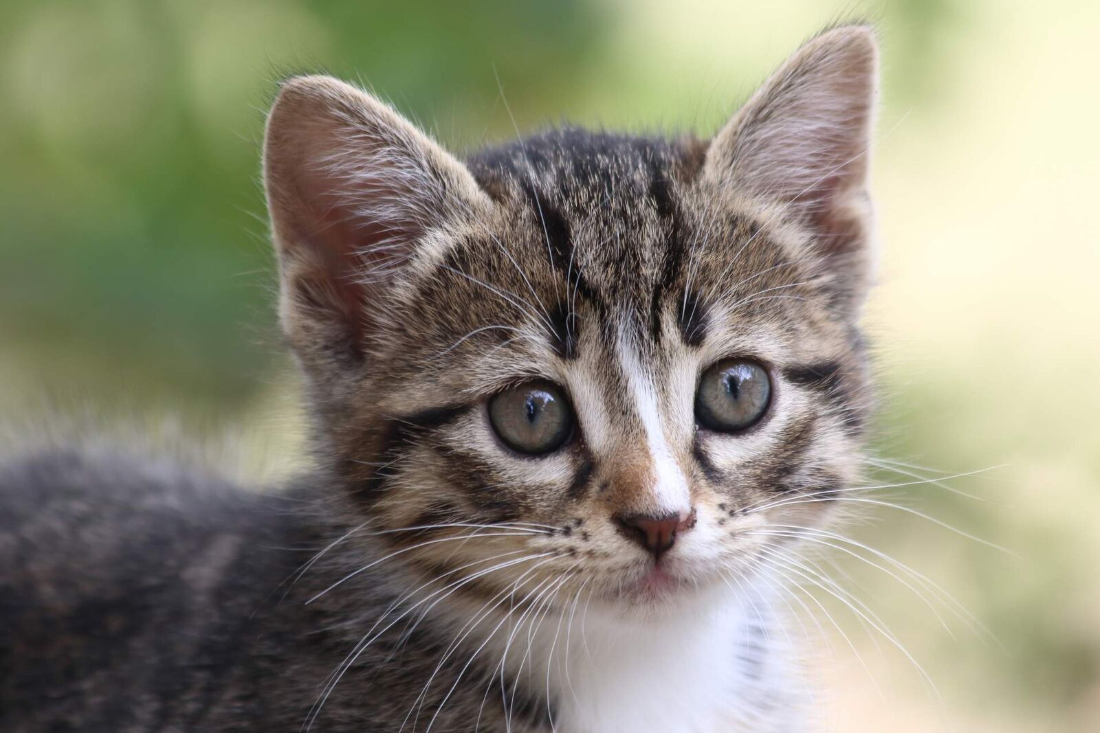 Eine Katze mit dunklen Streifen unter den Augen