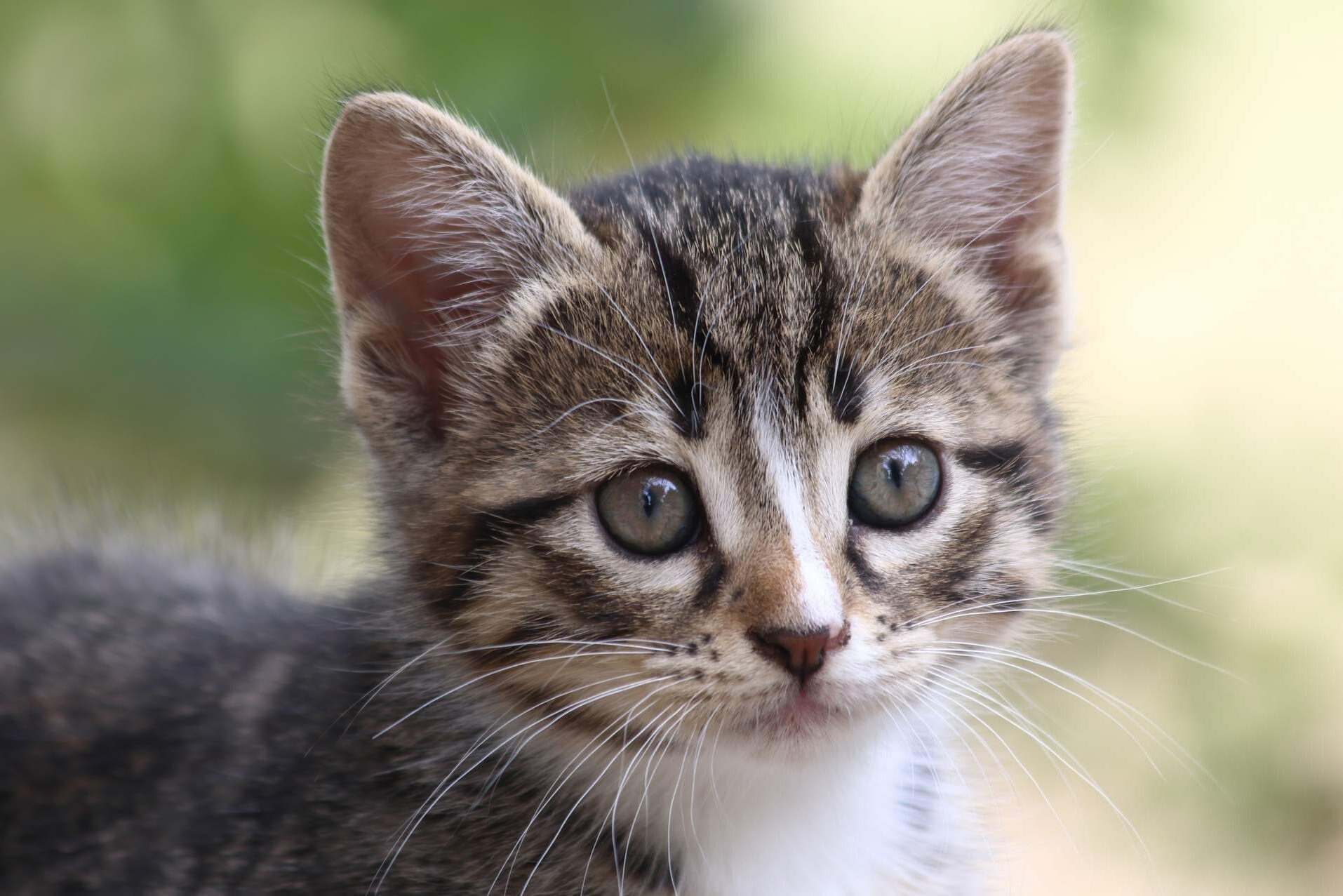 Eine Katze mit dunklen Streifen unter den Augen