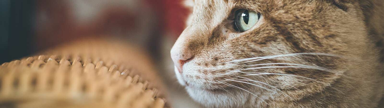 Eine Katze schaut durch das Fenster hinaus in die Ferne