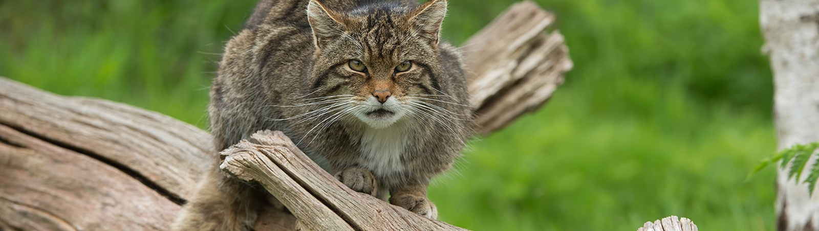 Eine Wildkatze lauert auf einem Baumstamm.