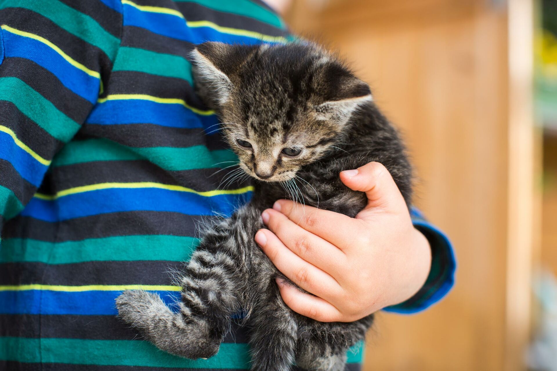Ein Mensch hält eine junge Katze auf dem Arm.