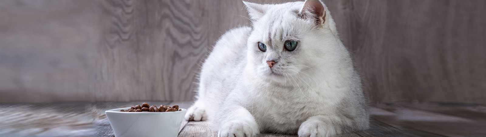 Eine Katze liegt vor einem gefüllten Futternapf, frisst aber nicht.