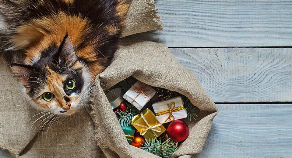 7 Geschenk-Inspirationen für Katzenliebhaber