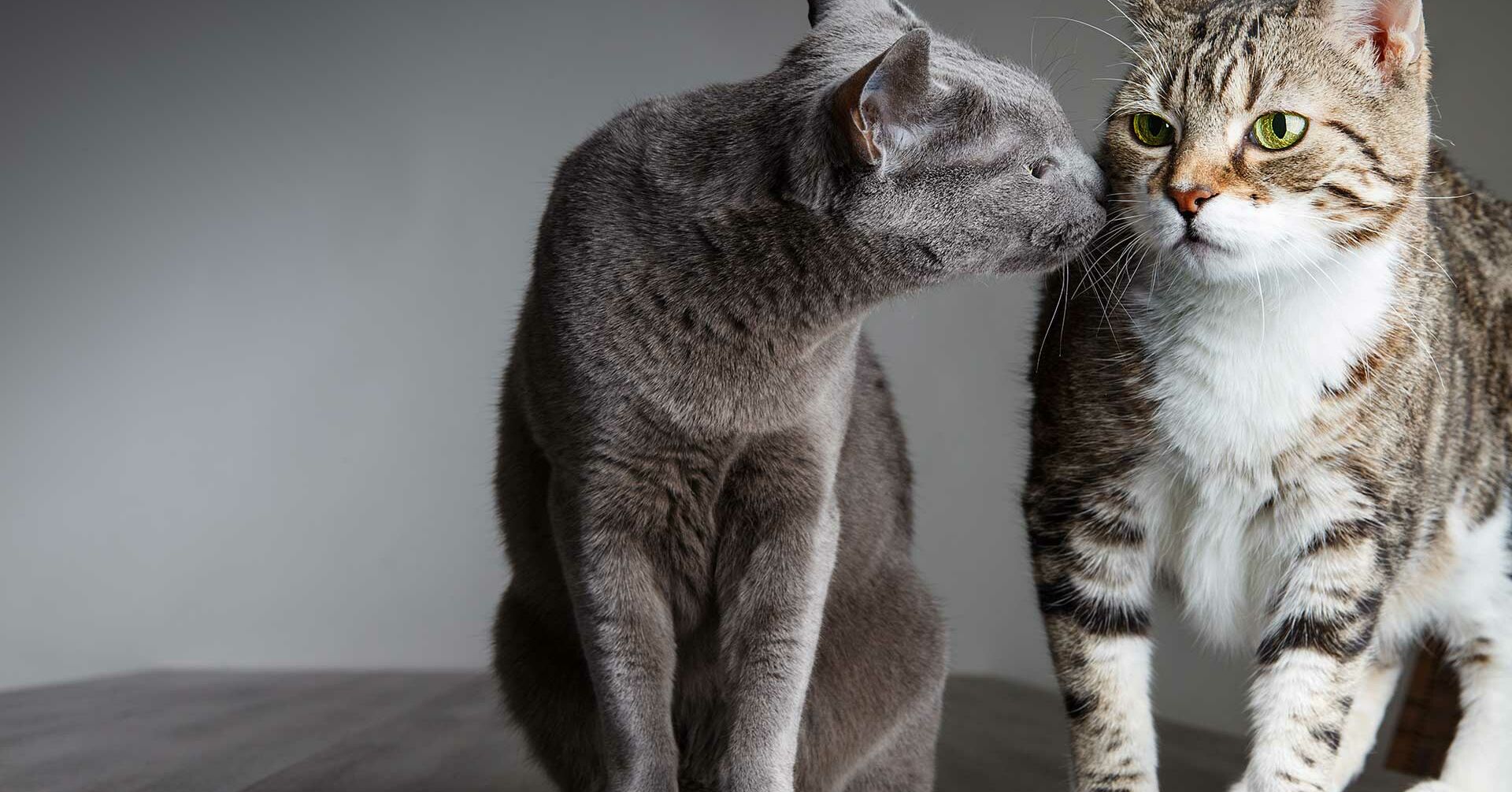 Kater Besteigt Kater Und Beißt In Den Nacken Katze oder Kater? | Miamor