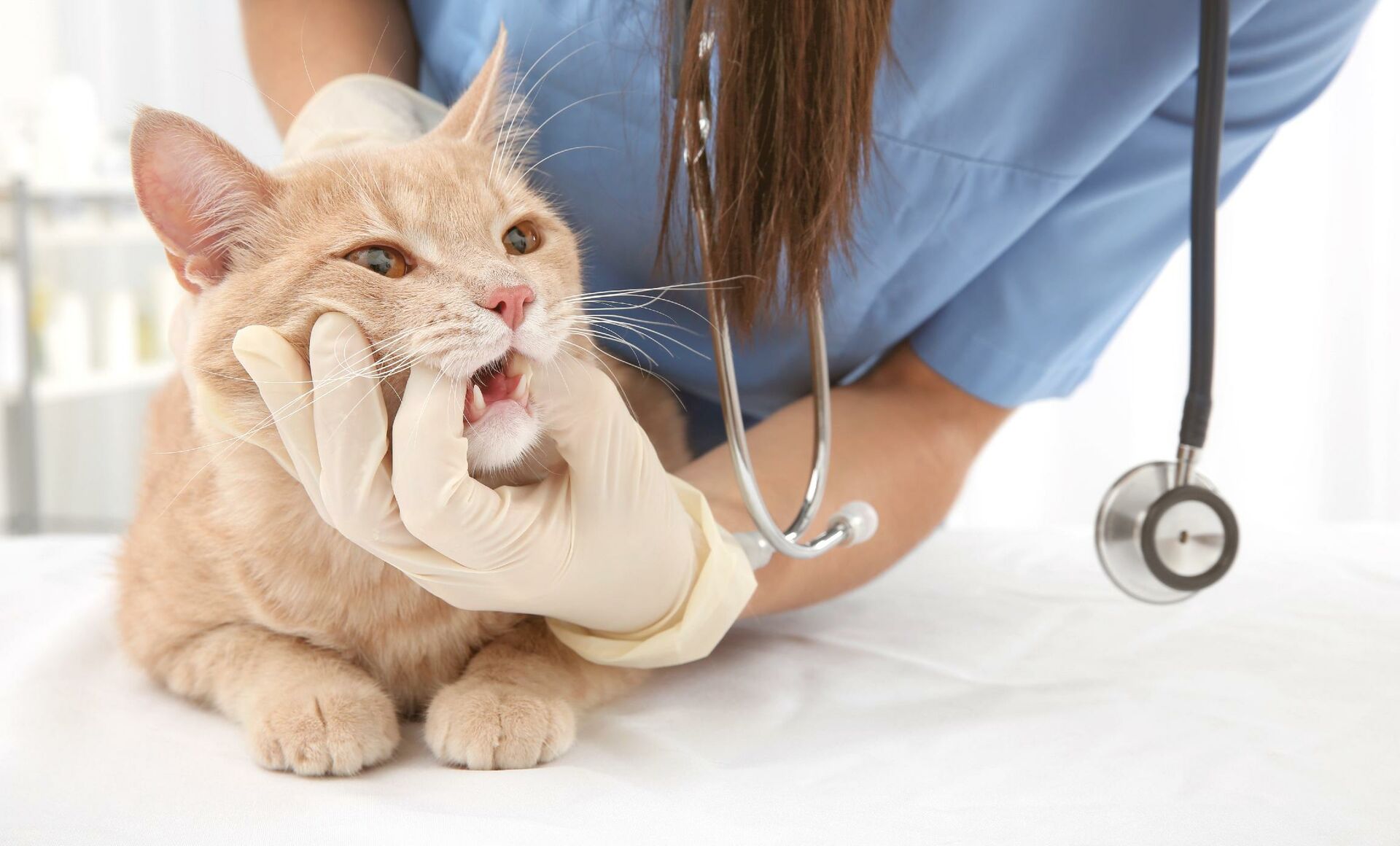 Die Hand eines Tierarztes untersucht das Maul einer Katze.