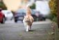 Eine langhaarige Katze läuft mit erhobenem Schwanz auf der Straße.