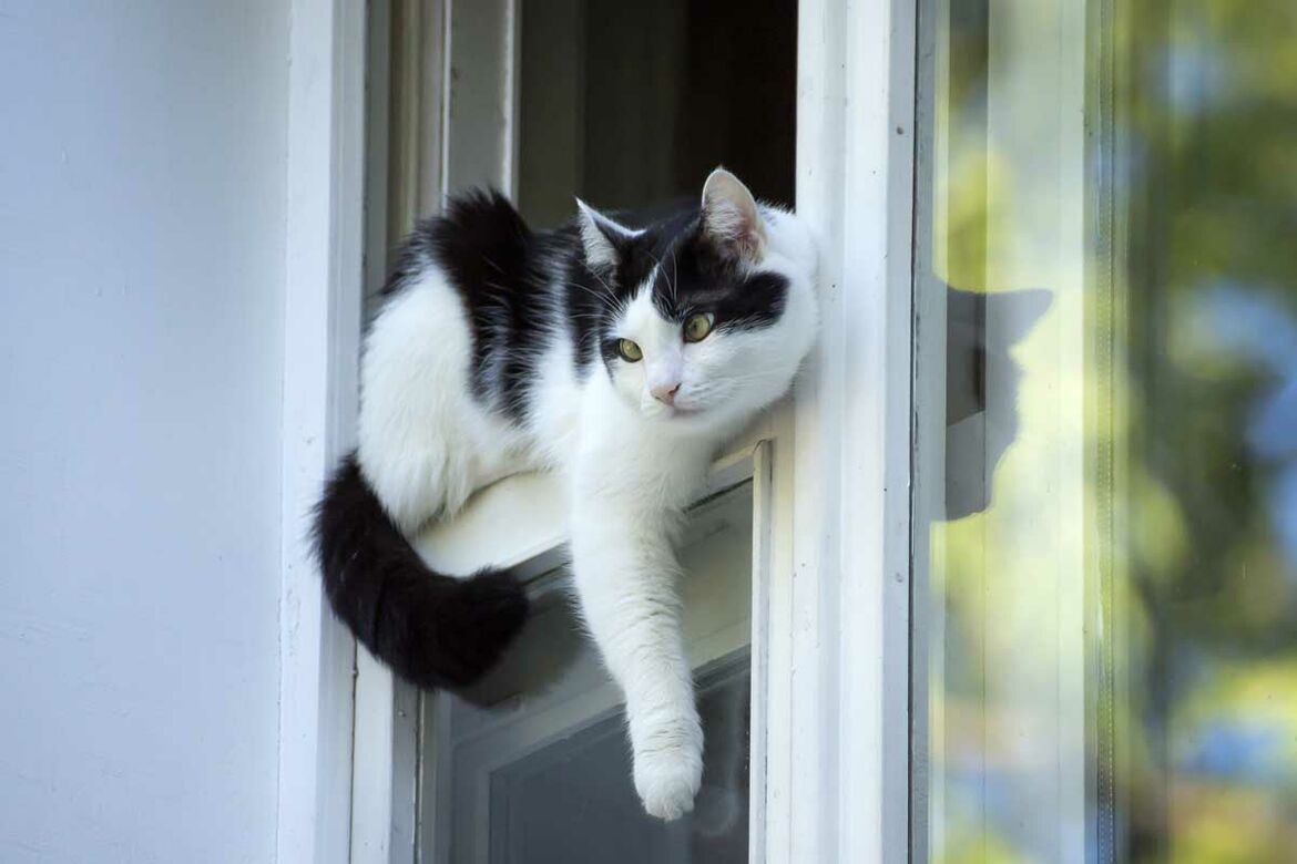 Katze liegt im Rahmen eines geöffneten Fensters.