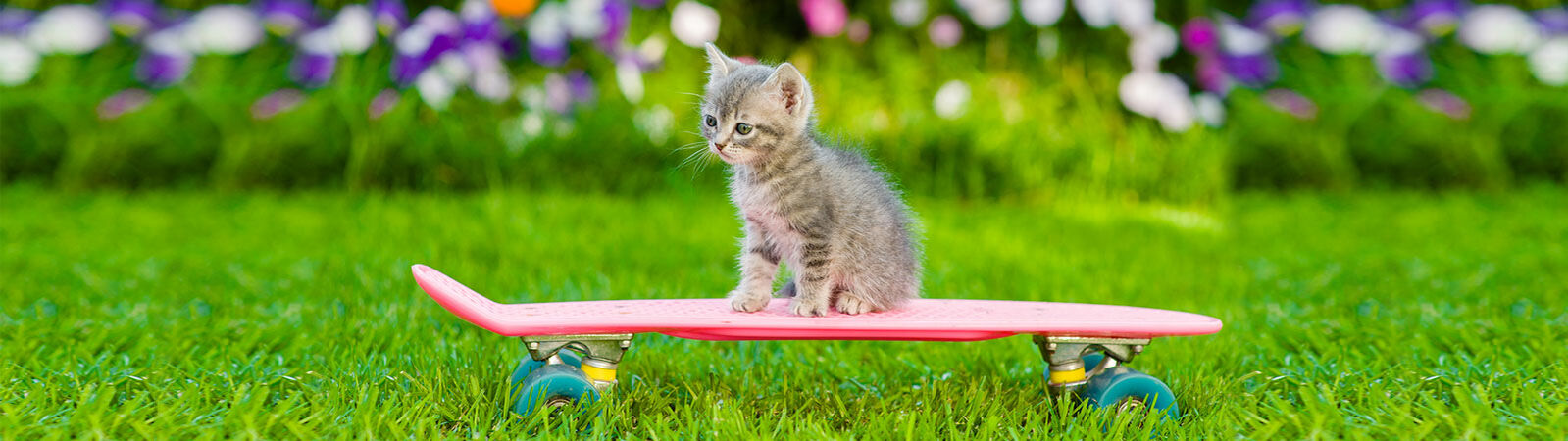 Eine kleine Katze sitzt auf einem Skateboard.
