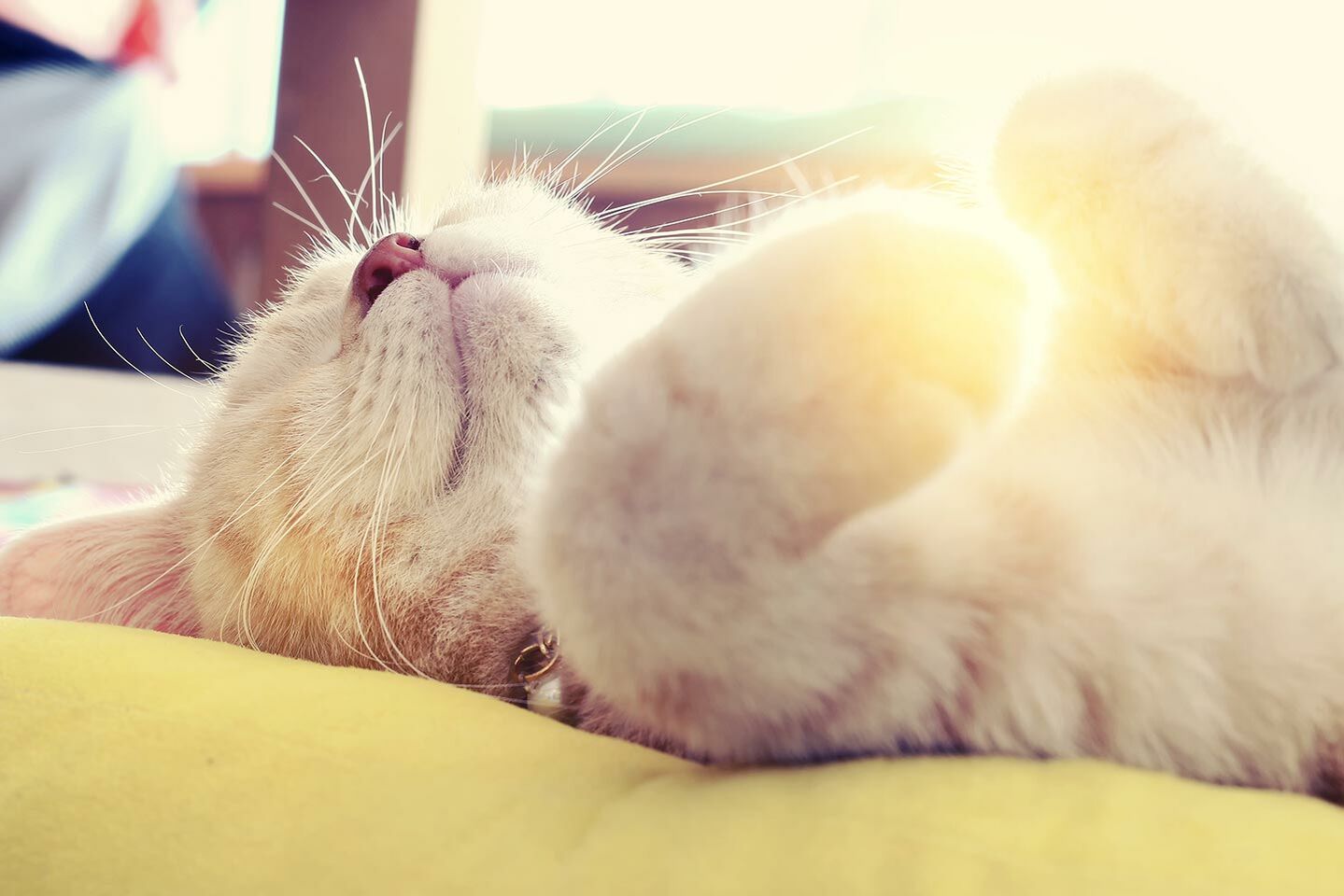 Nahaufnahme einer jungen Katze, die entspannt auf dem Rücken auf einer Decke liegt.