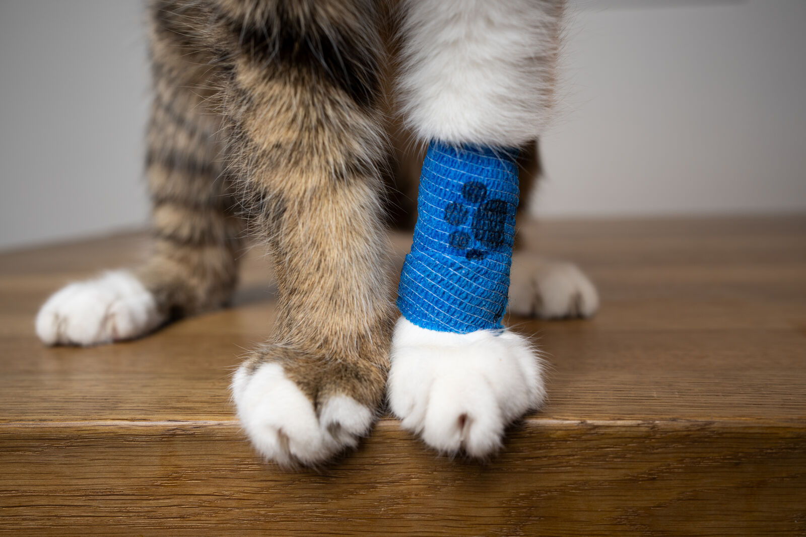 Nahaufnahme der Pfoten und Beine einer Katze, eines davon ist mit einem Verband umwickelt