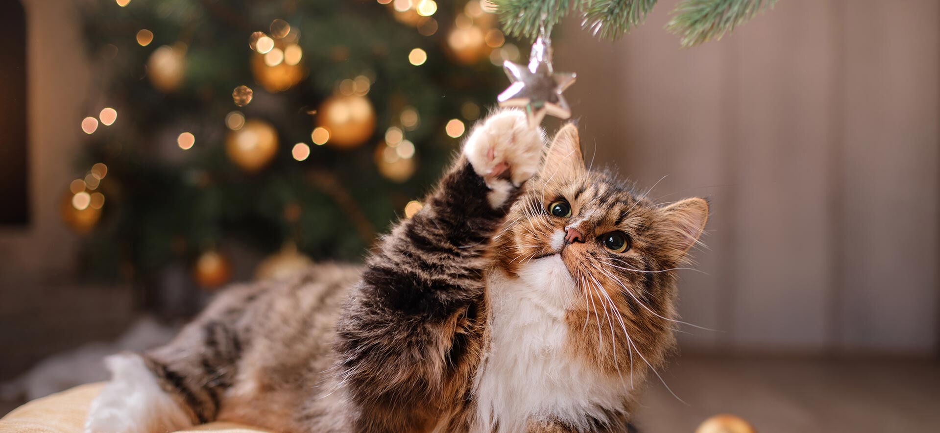 Katze spielt mit Weihnachtsstern.
