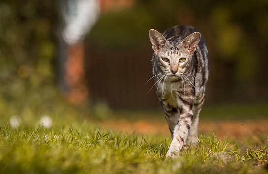 Ist meine Katze zu dünn?