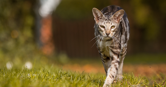 Katze Zu Dünn Was Füttern www.miamor.de