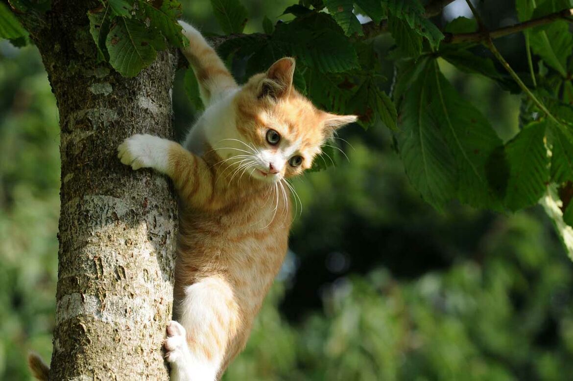Kitten krallt sich an einem Baumstamm fest.