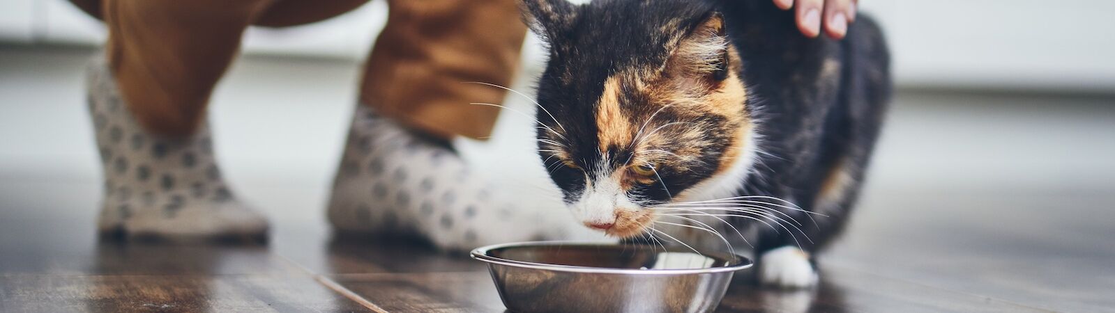 Katze sitzt vor ihrem Napf und lässt sich streicheln.