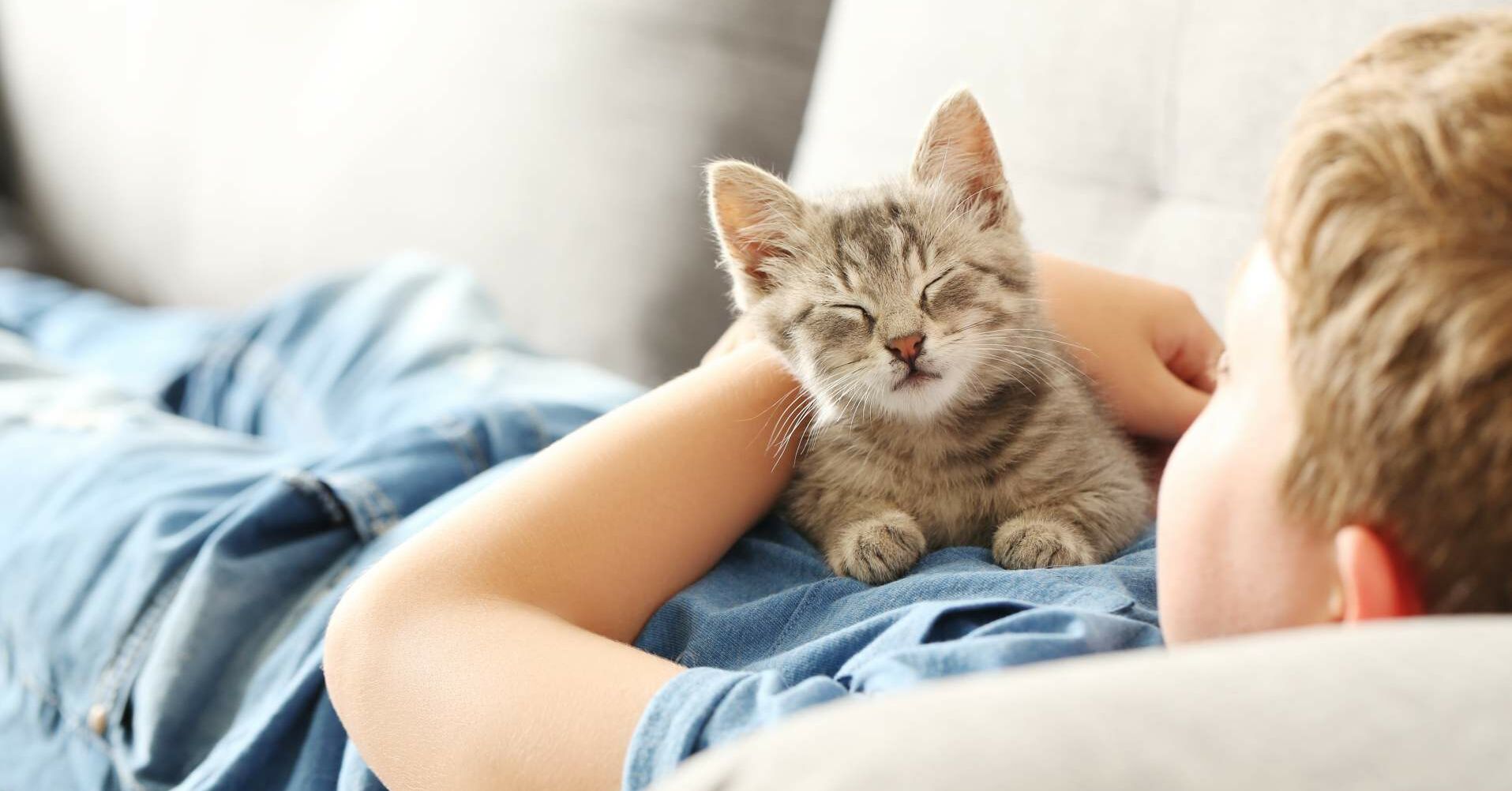 Geht Ein Blutohr Von Alleine Weg Katze Eine Katze alleine halten | Miamor