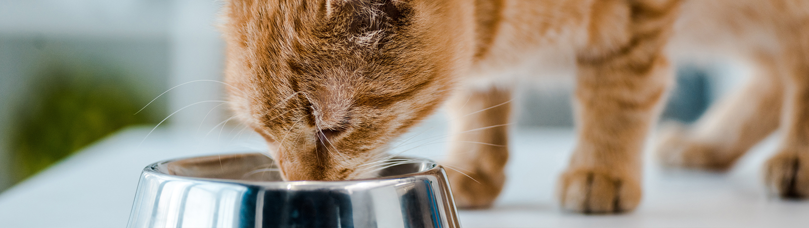 Eine rote Katze frisst aus einem Metallnapf.