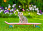 Eine kleine Katze sitzt auf einem Skateboard.