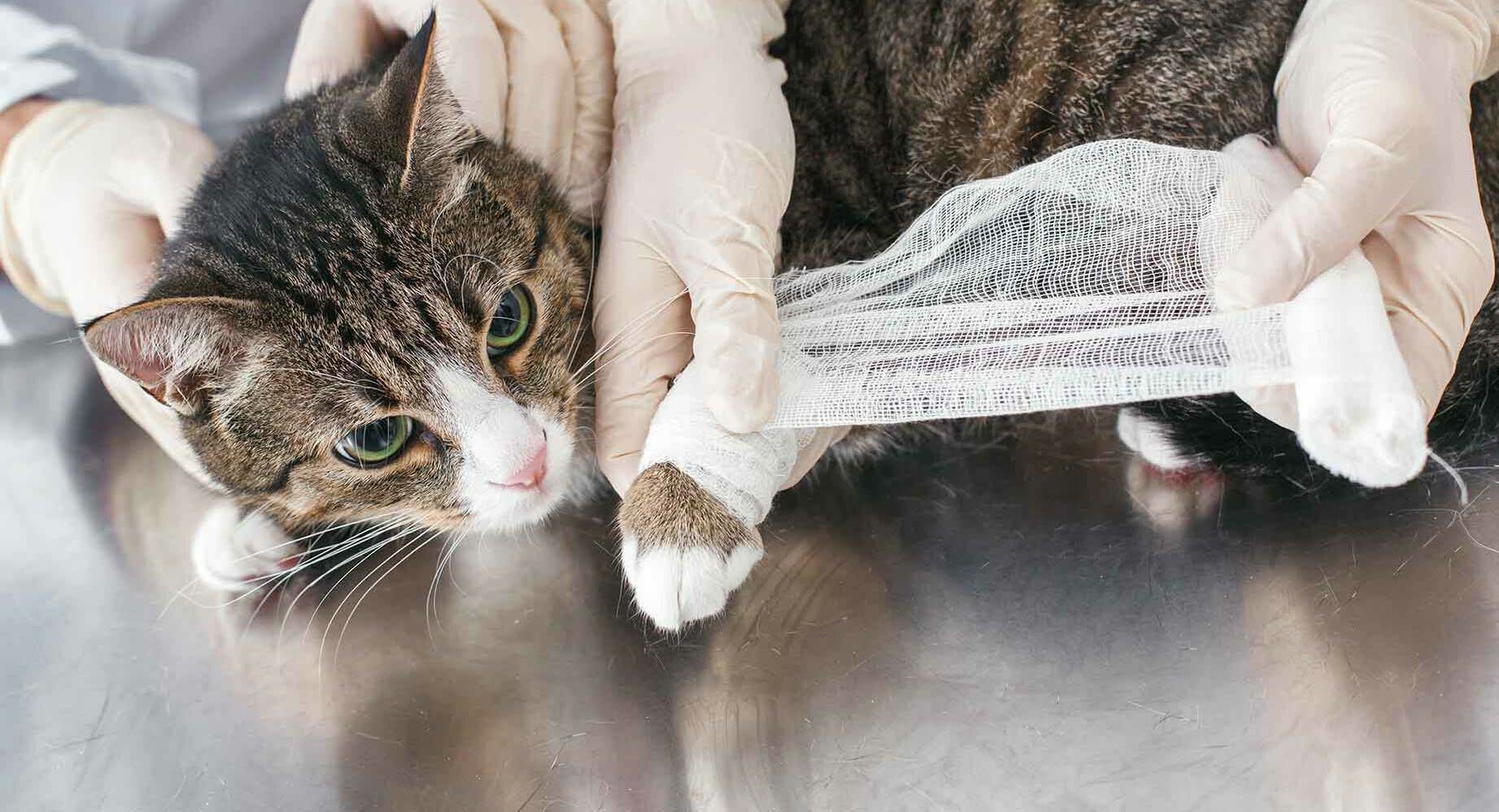 Eine Katze hat sich an der Pfote verletzt und erhält ein Verband.