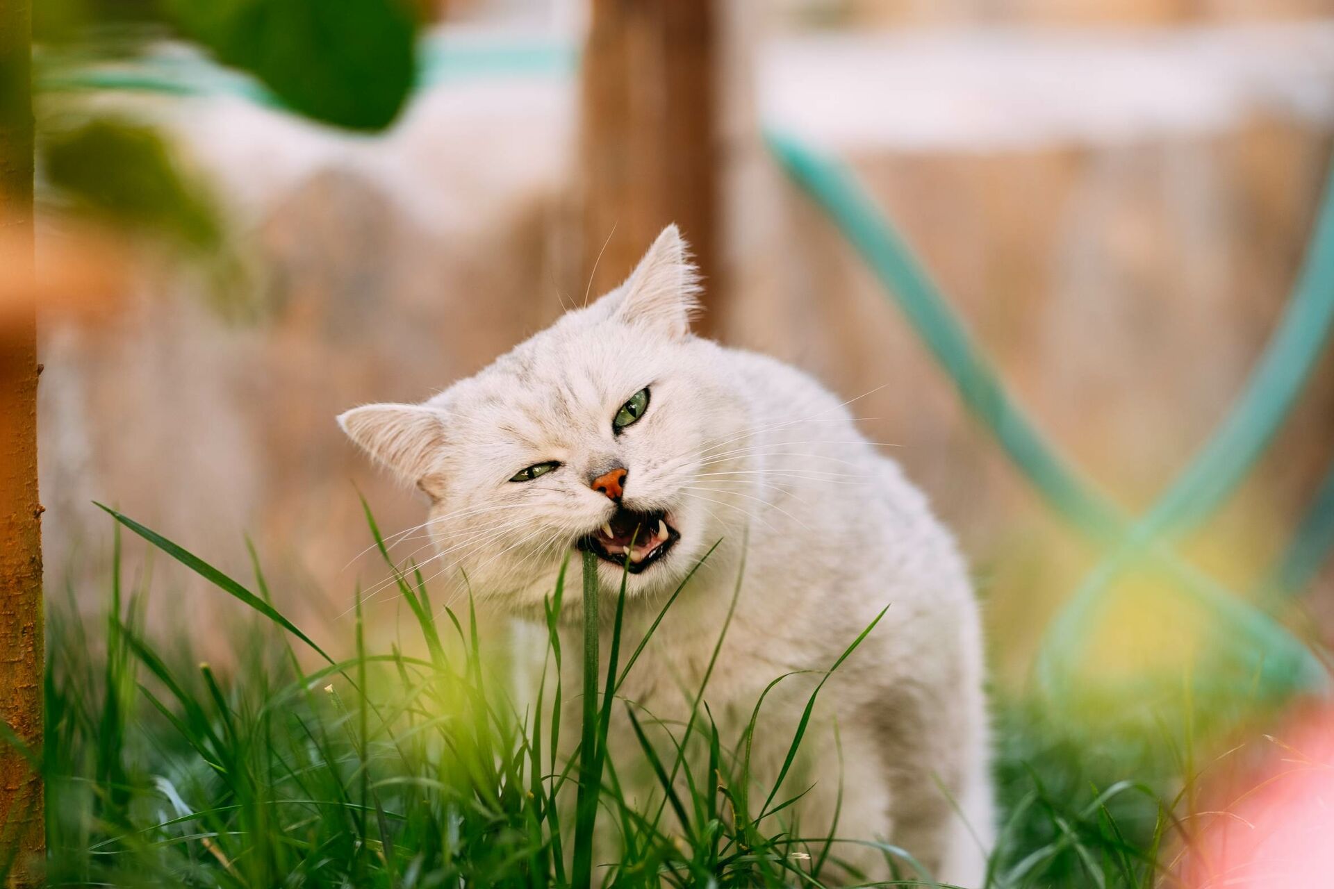 Weiße Katze frisst im Garten Gras.