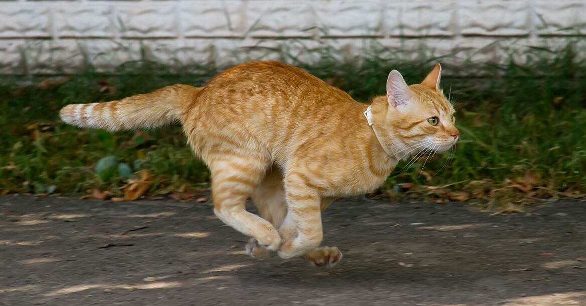 Ihre Katze ist hyperaktiv? Miamor