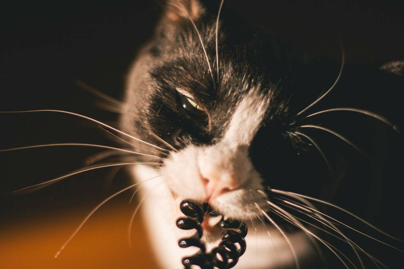 Eine Katze kaut an einem Telefonkabel aus Plastik.