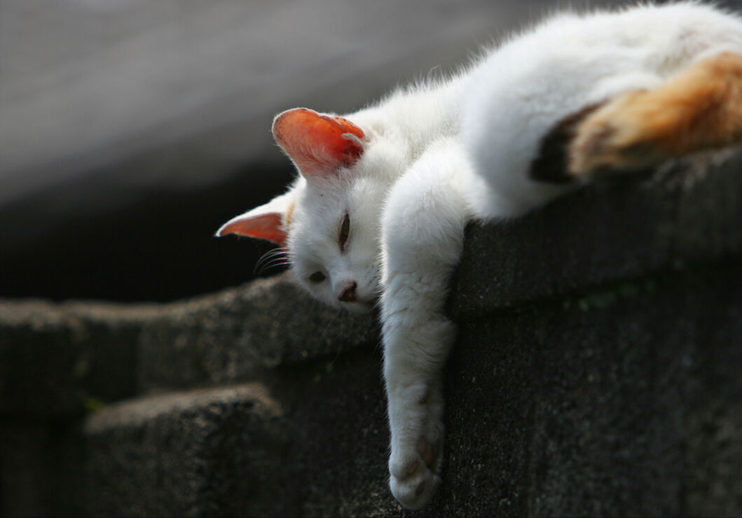 Eine Katze liegt entspannt auf einer Steintreppe