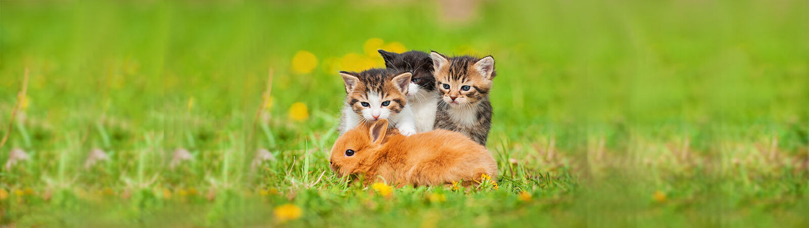 Drei Katzenbabys sitzen hinter einem jungen Kaninchen.