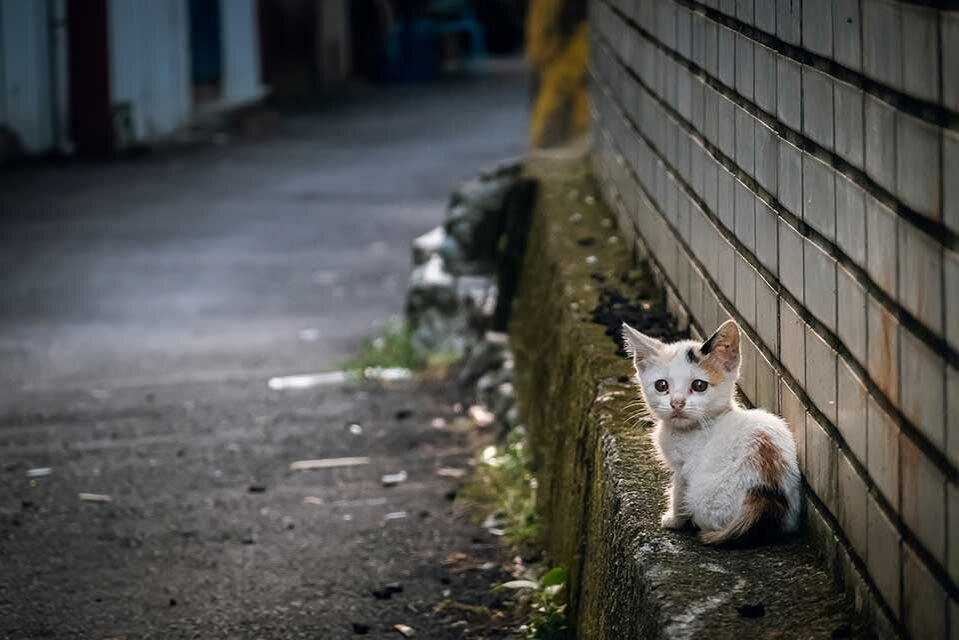 Eine kleine streunende Katze sitzt verängstigt am Straßenrand.