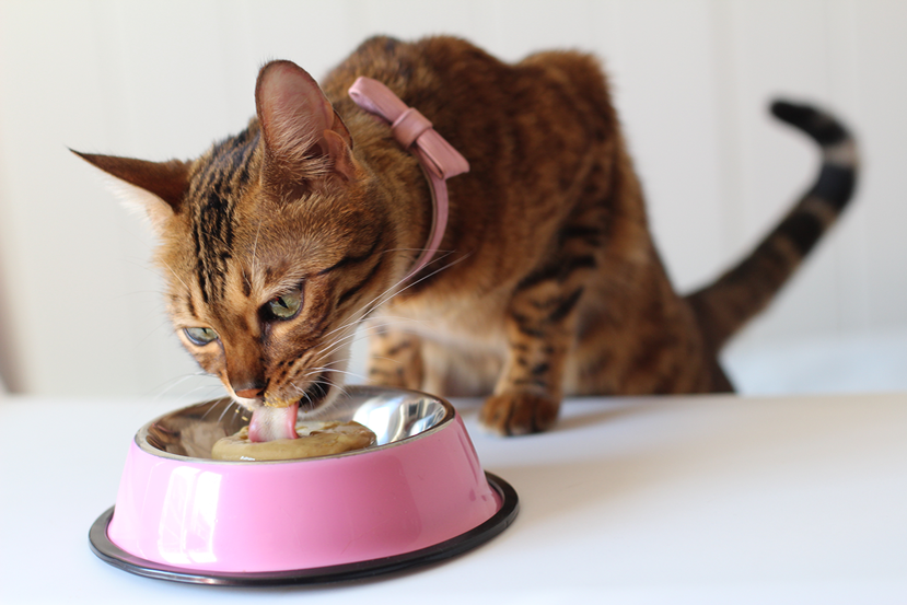 Eine Katze schleckt eine Snackcreme aus dem Napf.