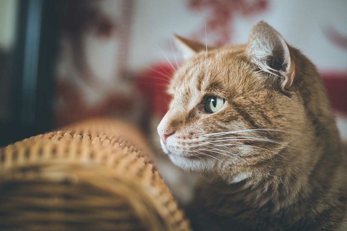 Katze einschläfern oder sterben lassen? Miamor