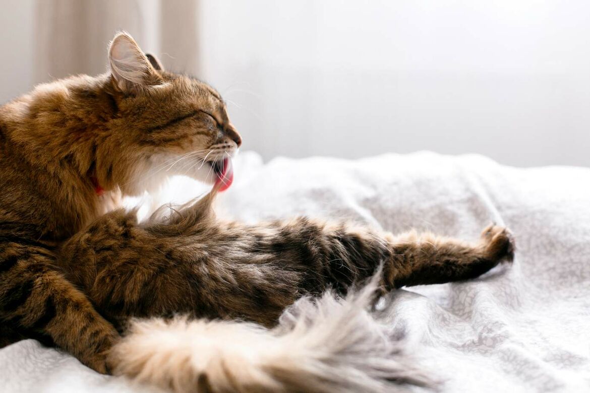 Ihre Katze verliert viel Fell? Miamor