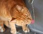 Katze trinkt Wasser, welches aus einem Wasserhahn tröpfelt.